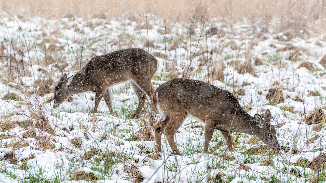 Two deer graze in a snowy field.