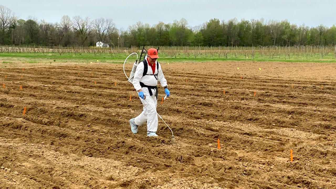 Brian Nault treats potatoes for an experiment to identify alternative insecticides to neonics for potato pest management.